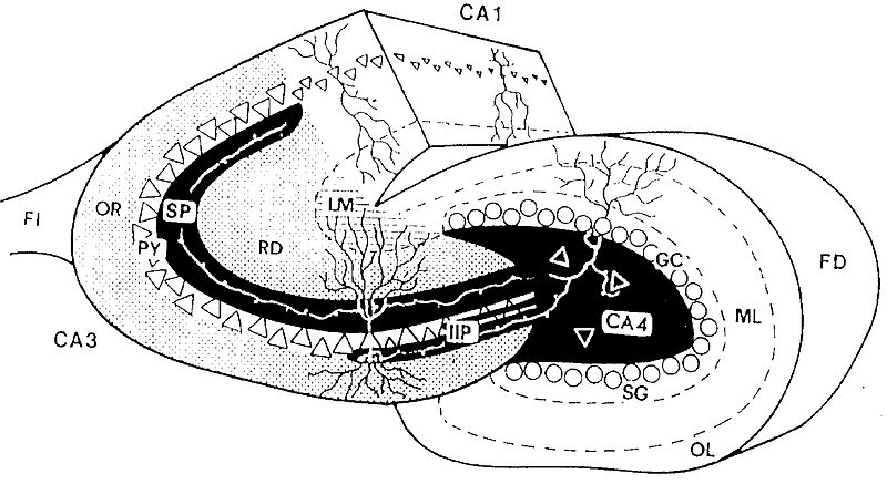 Archivo:Diagrama de una sección transversal teñida con TIMM del hippocampus.JPEG