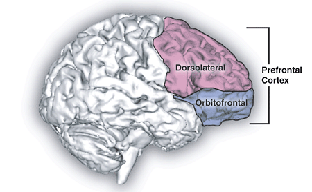 Dibujo de la corteza prefrontal mostrando su subdivisión en áreas prefrontales dorsolaterales y orbitofrontales. Ver texto.
