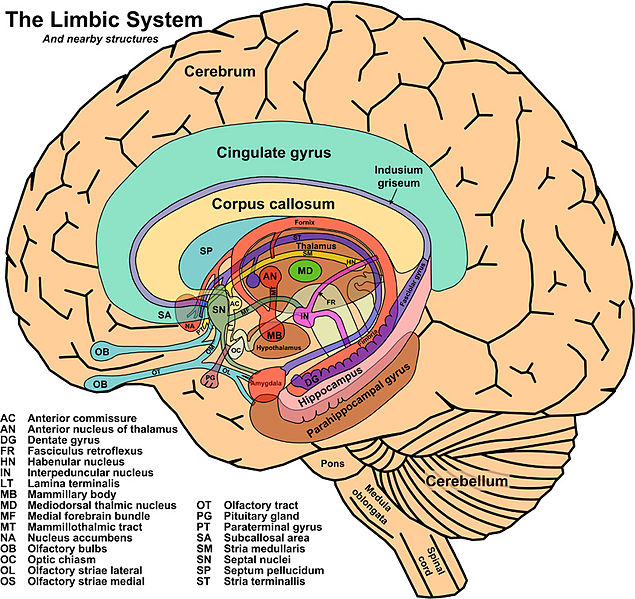 Dibujo del cerebro humano que muestra partes del Sistema Límbico y Estructuras Cercanas. Ver texto.
