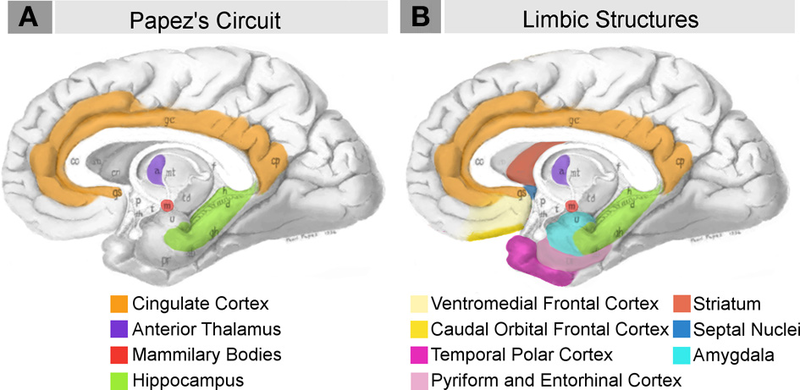 Two drawings of midline sections of human brain showing structures in Papez Circuit and Limbic System.  See text.