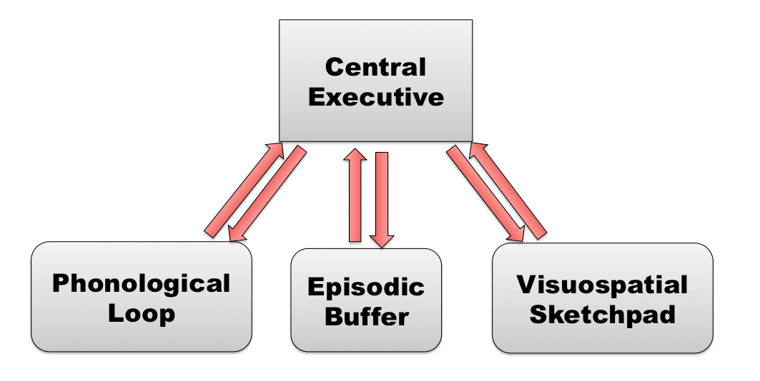Diagram of the model of Working Memory showing the central executive at the top and the 3 "slave" systems below. See text.