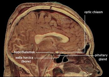 Cross section of human brain showing hypothalamus near the base of the brain and the pituitary below the hypothalamus.