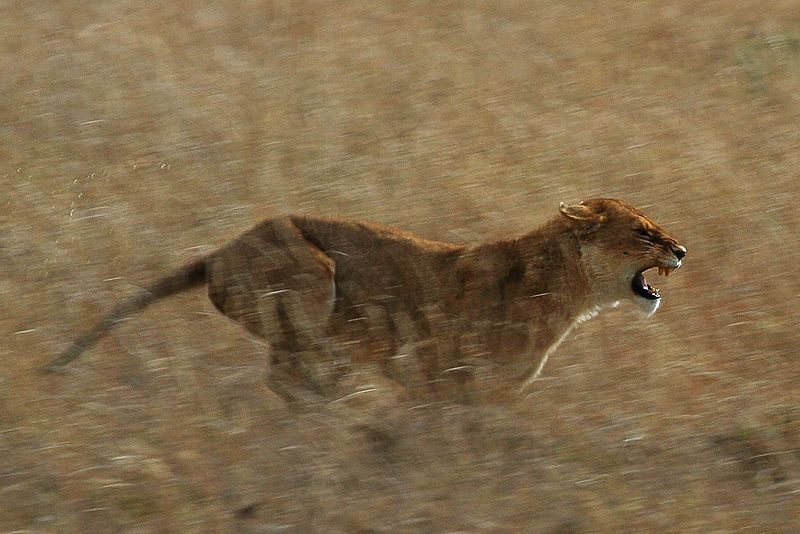 On left: Serengeti Lion running fast through tall grass after prey; on right, single celled organism with cilia for movement.