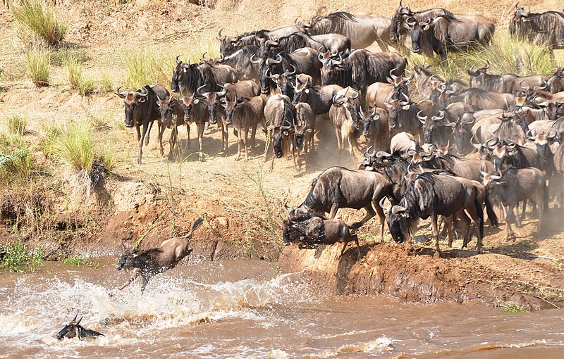 A herd of wildebeests in migration crowds a river's edge where several animals at a time leap into the muddy water to cross.