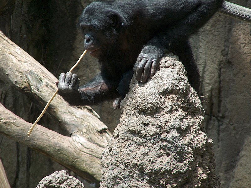 A Bonobo chimpanzee "fishing" for termites with a long stick it holds in one hand as it sits next to a tall termite mound.