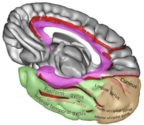 Two computer generated images and one photo showing locations of major cerebral gyri.  See text.