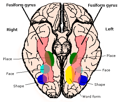 Two drawings show inferior view of the Fusiform gyrus located bilaterally on inferior surface of both hemispheres.  See text.