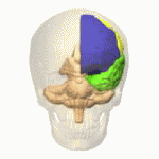 Several renderings of the human brain, some rotating and semi-clear to reveal internal structures.  See text.