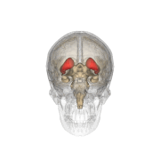 Varias representaciones del cerebro humano, algunas giratorias y semi-claras para revelar estructuras internas. Ver texto.