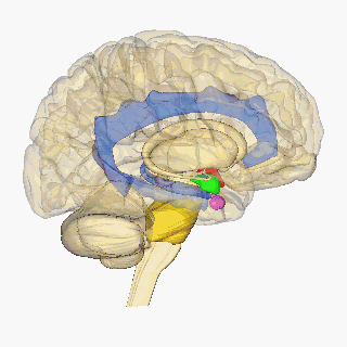 Several renderings of the human brain, some rotating and semi-clear to reveal internal structures.  See text.