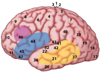 Tres imágenes del cerebro humano resaltando áreas involucradas en el procesamiento del lenguaje. Ver texto.