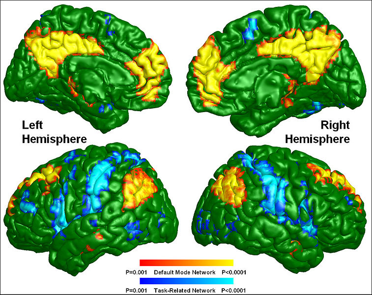 Brain images showing locations of default mode network and compared to locations of task-related network.  See text.