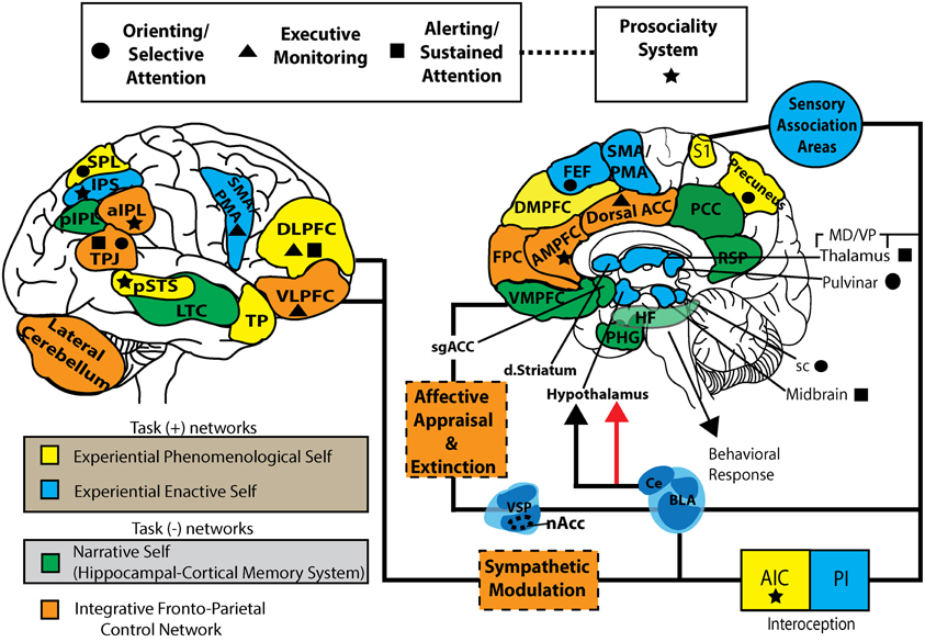 Two drawings of the human cerebral cortex identifying regions associated with generation of mental models.  See text.