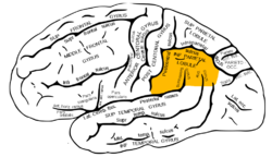 Drawing of lateral view of human brain highlighting the inferior parietal lobule.  See text.