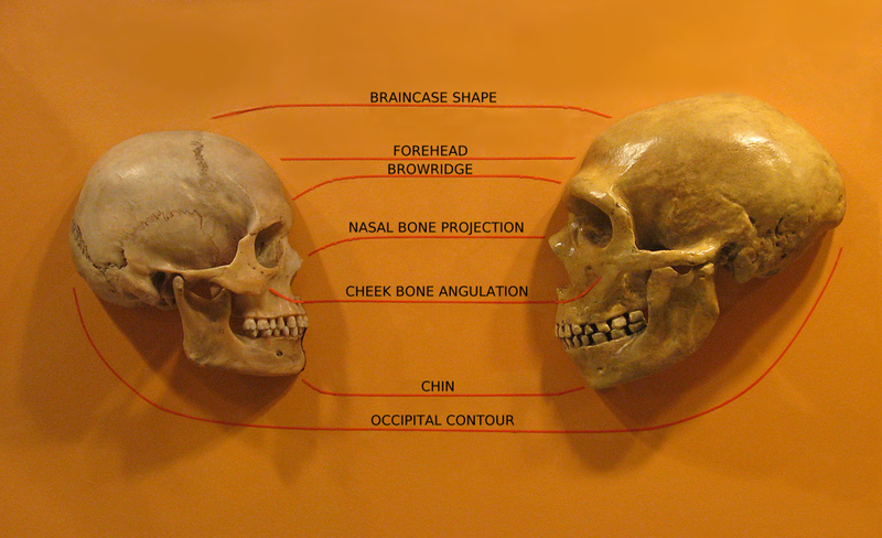 Skulls of Homo sapiens and Neanderthal compared showing skull of Neanderthal slightly larger and more elongated 