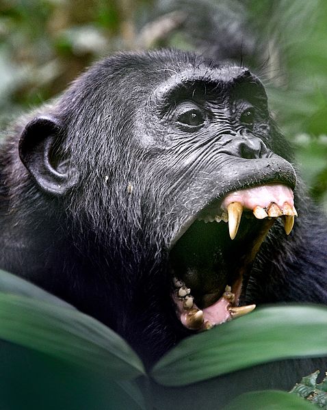 Chimpanzee in Uganda with its mouth wide open showing large canine teeth; a coyote with head raised skyward is howling.