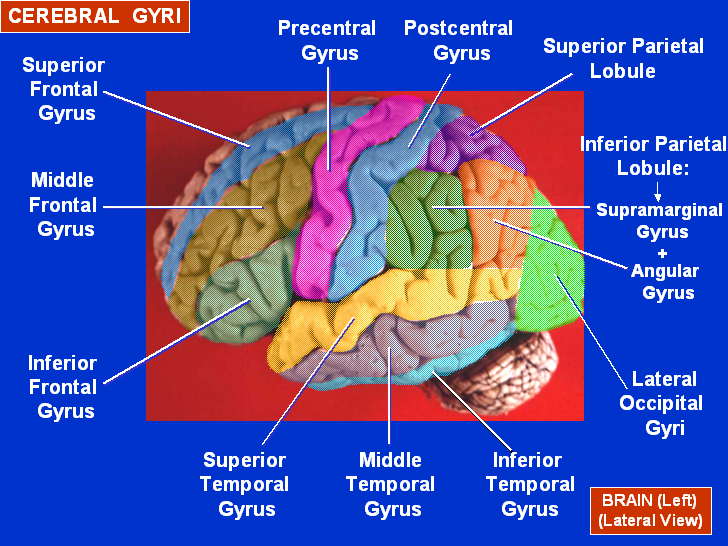 Superficie lateral del cerebro humano con la corteza cerebral que muestra giro cerebral. Ver texto.
