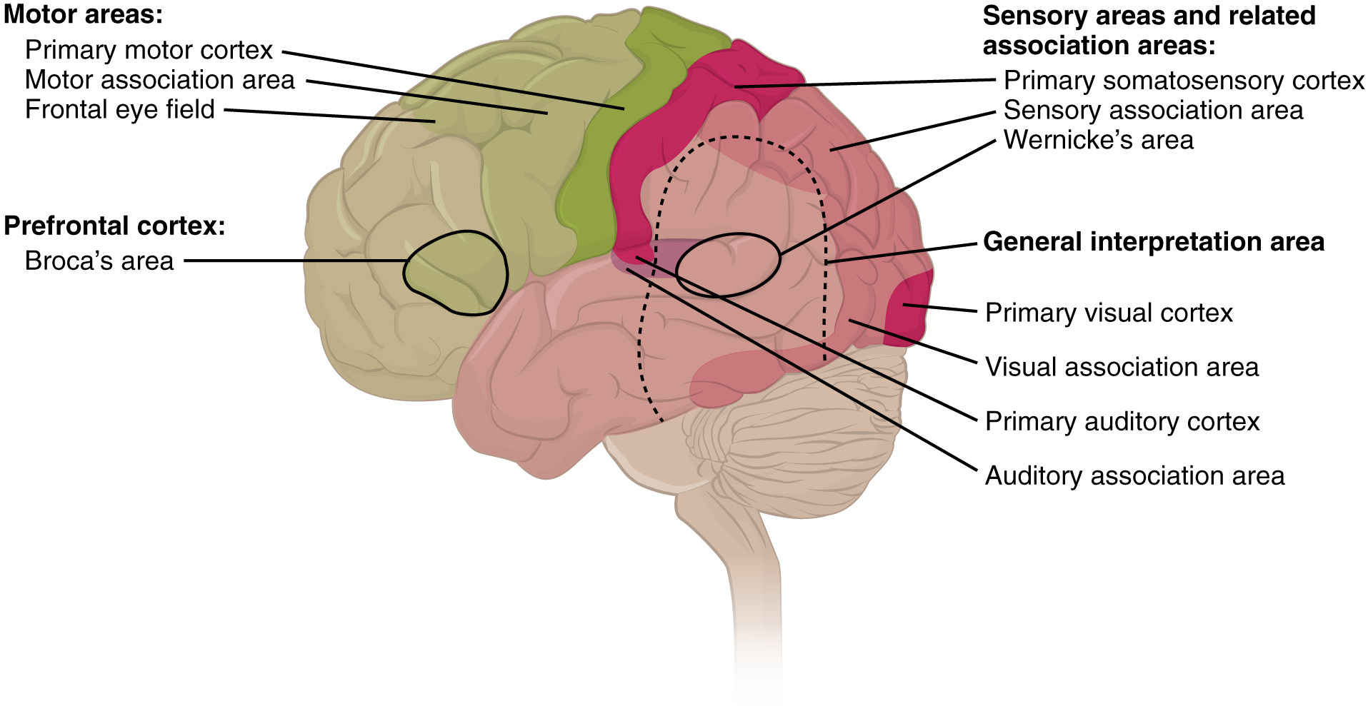 Drawing of left hemisphere showing Broca's and Wernicke's areas and nearby cortical areas.  See text.