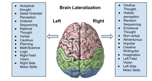 Brain Lateralization of function illustrated by a drawing of a top view of the brain and lists of functions.  See text. 