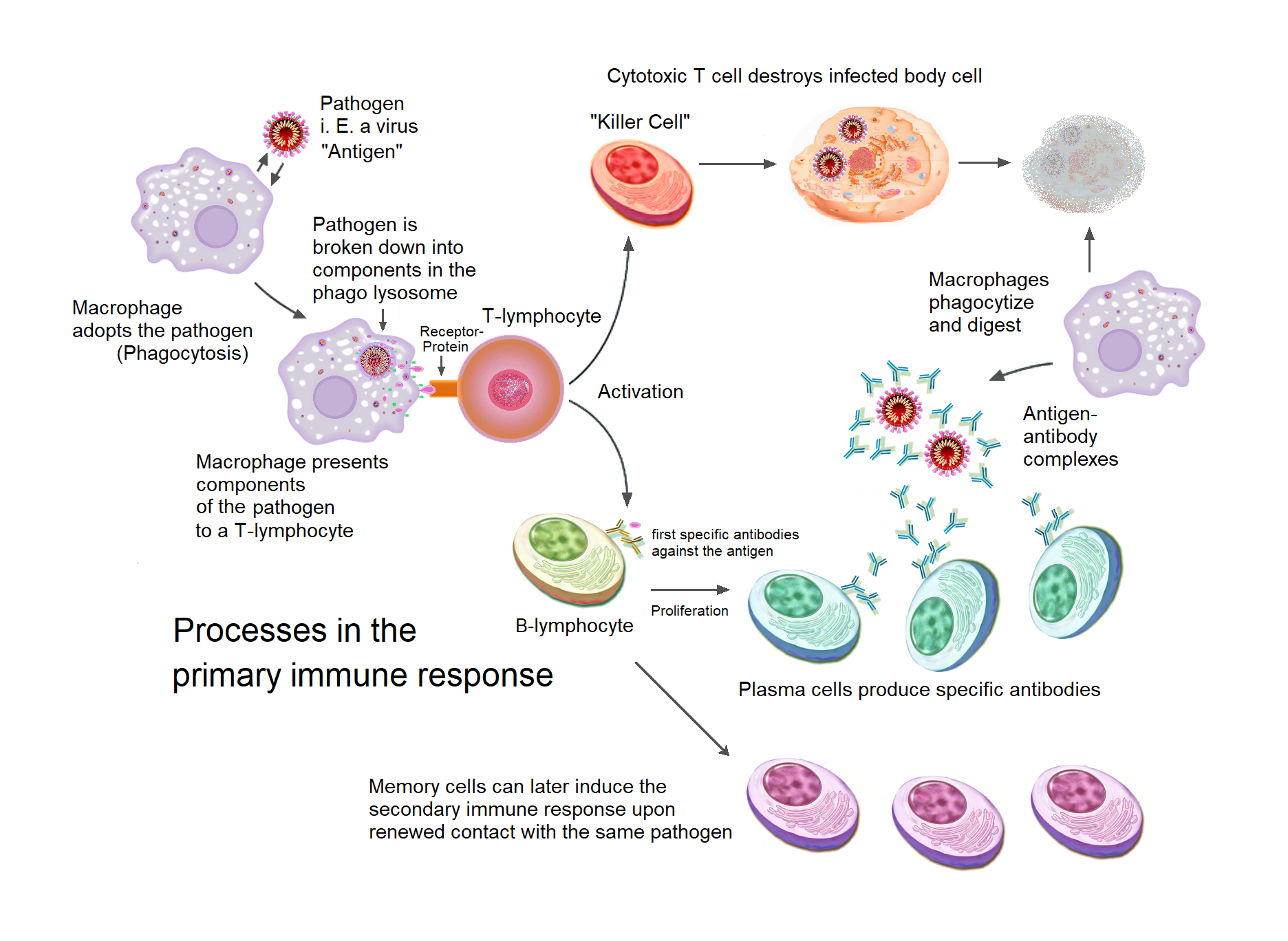 Immune response steps when exposed to a foreign agent - described in the text