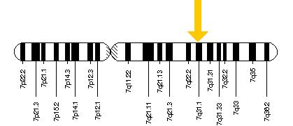 Location of FOXP2 on chromosome