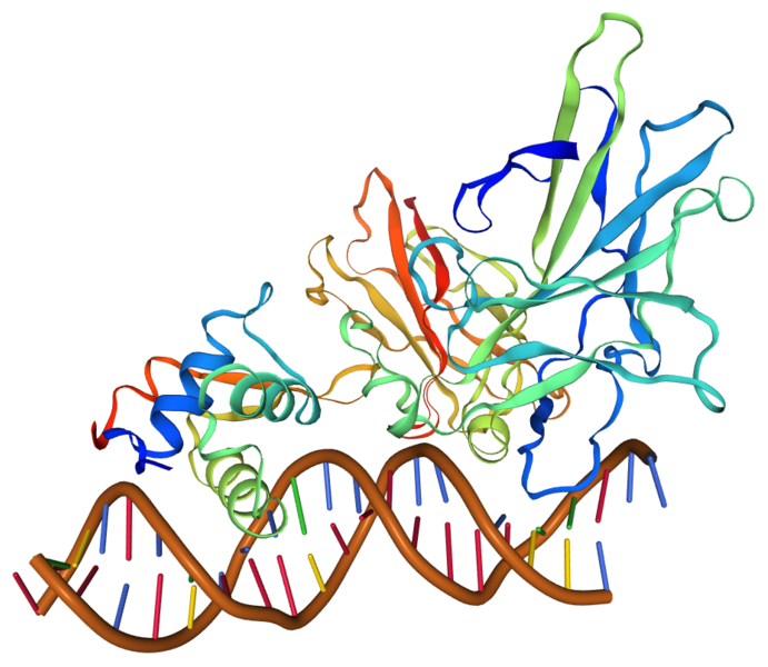 File: Illustration of FOXP2 gene (2as5).png