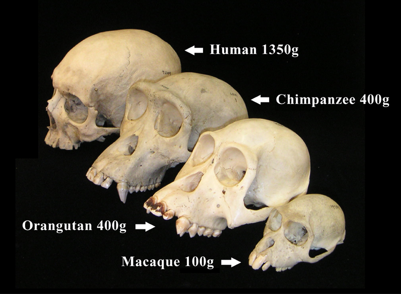 Skulls showing cranial capacities: 100 cubic centimeters in macaque, 400 cc in chimpanzee and orangutan, 1350 cc in human.