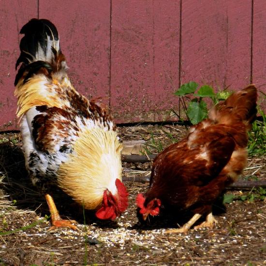 A large multicolored rooster and a smaller hen with only brown feathers eating corn in the yard