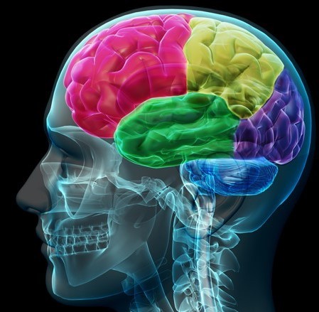Modelo del cerebro humano con diferentes lóbulos representados en diferentes colores.