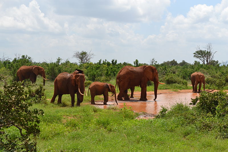 At left: elephants drinking at a muddy waterhole in Kenya; at right: African woman uses improvised device to pump well water. 
