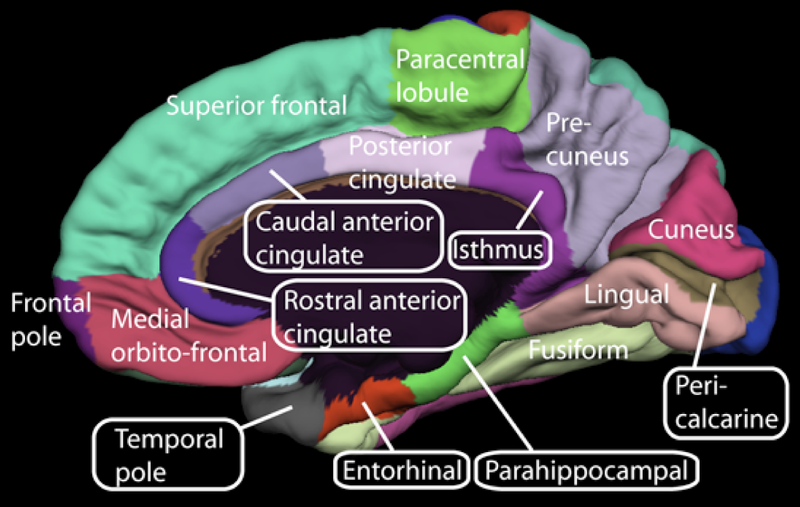 Computer generated image of the medial surface of right cerebral cortex showing regions usually hidden from view.  See text. 