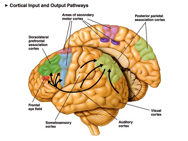 Detailed drawing of surface of human brain featuring cortical surface with arrows showing pathways connecting cortical areas.