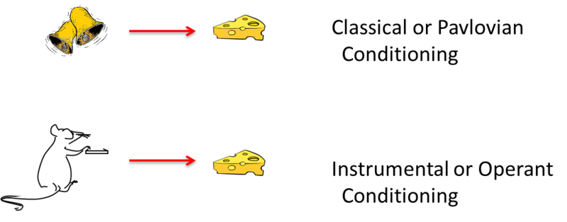 El dibujo superior muestra dos campanas sonando seguidas de comida. El dibujo inferior muestra a una rata presionando una palanca que conduce a la comida.