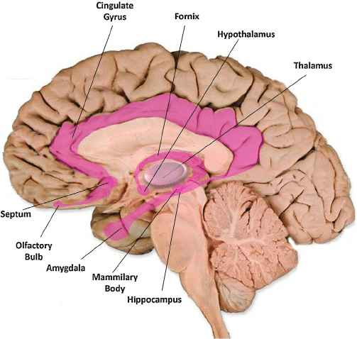 pink highlighted areas reveal in sagittal view, areas of the limbic system