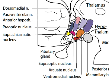 zoomed in view of the areas of the hypothalamus