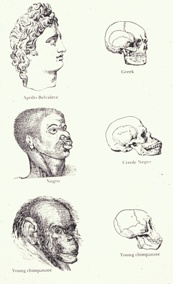 [Image: scientific-racism-Races_and_skulls.png?revision=1]
