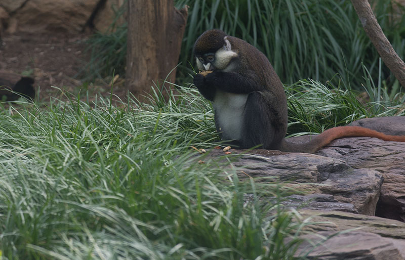 Petit singe brun au visage et au ventre blancs assis sur un rocher entouré d'herbes. Le singe a une longue queue rouge qui s'étend derrière lui. Le singe mange de la nourriture.